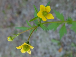 Geum spp.